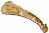 Fossil Theropod Dinosaur (Abelisaurid) Femur - Morocco #354020-2